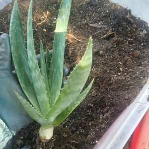 Green Aloe Vera Plant for Reptile Habitats